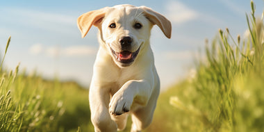 Top 10 Tips for Dog Health and Happiness